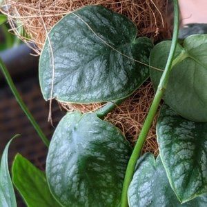 Monstera Dubia full plant